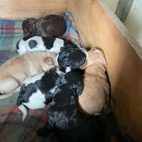 Cani da tartufo springer lagotto