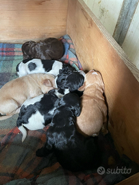 Cani da tartufo springer lagotto