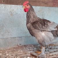 Gallo