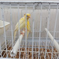 Japan hoso c a n a r i n i