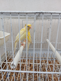 Japan hoso c a n a r i n i