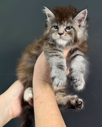 Allevamento AUTORIZZATO gatti Maine Coon
