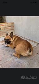 Bull dog