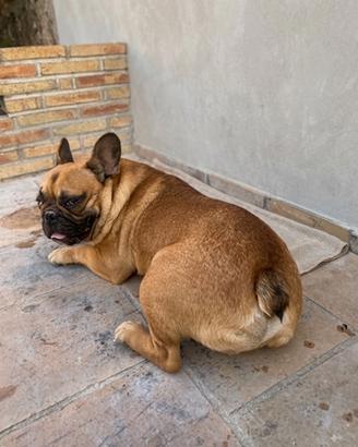 Bull dog