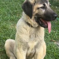 Kangal cuccioli