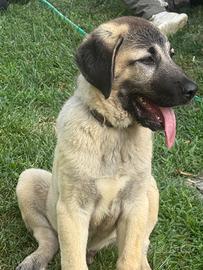 Kangal cuccioli