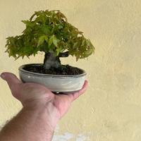 Bonsai di Acero shoin