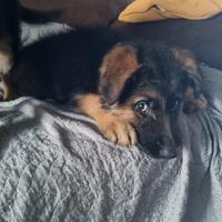 Cuccioli pastore tedesco