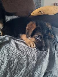 Cuccioli pastore tedesco