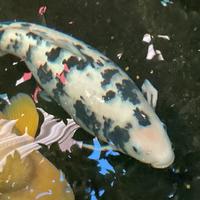 Koi giapponese