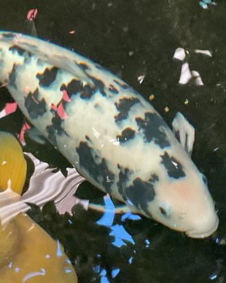 Koi giapponese