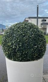 Pianta decorativa