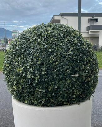 Pianta decorativa