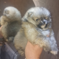 Pomerania toy spitz Tedeschi nano pedigree