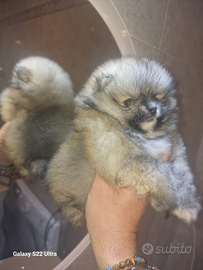 Pomerania toy spitz Tedeschi nano pedigree