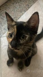 Gattina