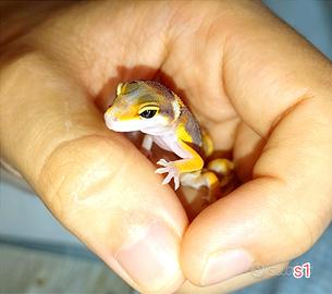 Geco leopardino, teca, allestimento