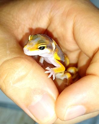 Geco leopardino, teca, allestimento