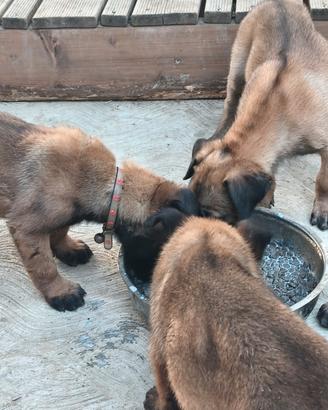 pastore belga malinois 