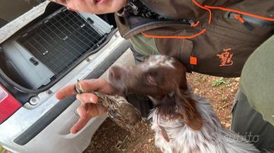 Cucciola setter inglese