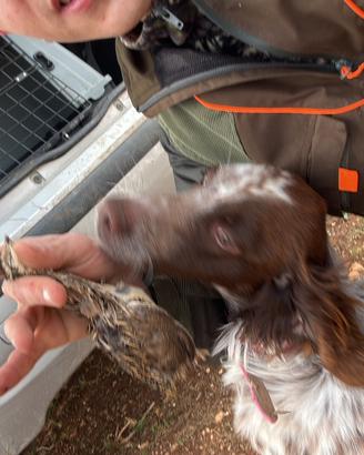 Cucciola setter inglese