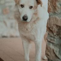 Maschio per accoppiamento