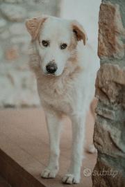 Maschio per accoppiamento