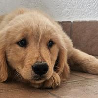 Maschio Golden Retriever Americano con Pedigree