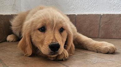 Maschio Golden Retriever Americano con Pedigree