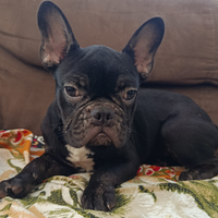 Bulldog francese maschio