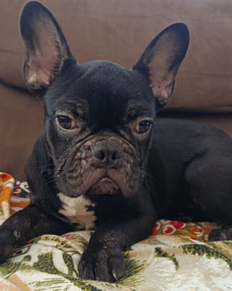 Bulldog francese maschio