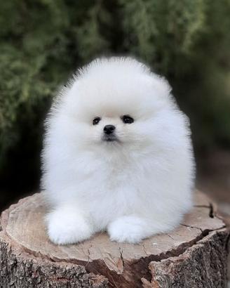 Volpino Pomerania