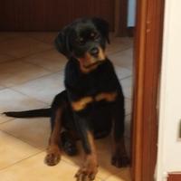 Cucciola rottweiler femmina