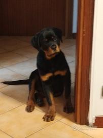 Cucciola rottweiler femmina