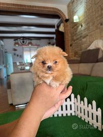 Spitz pomerania