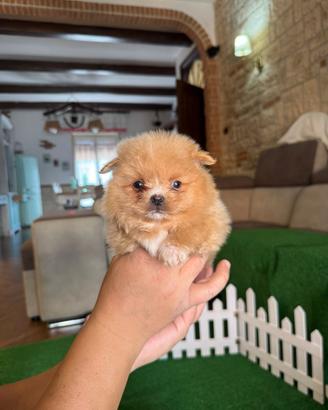 Spitz pomerania