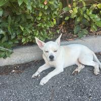 Cucciolo di cane (koko)