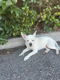 Cucciolo di cane (koko)