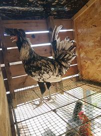 Gallo padovana