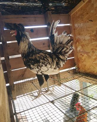 Gallo padovana