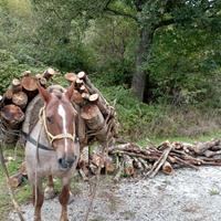 Cavallo domato a basto