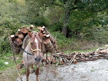 Cavallo domato a basto