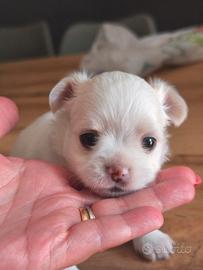 Chihuahua originale