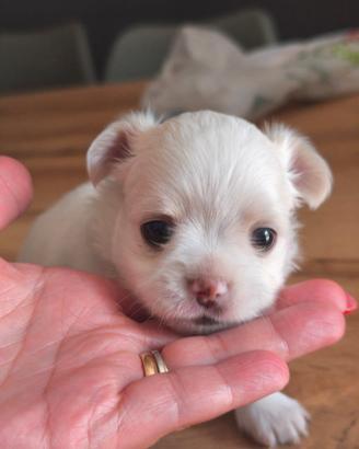 Chihuahua originale
