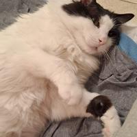 Gatto adulto speciale