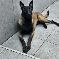 Cucciola pastore belga malinois fulvio carbone