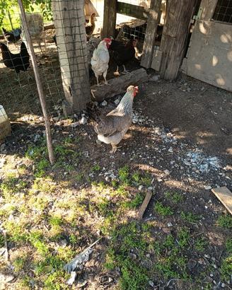 Galline Legbar
