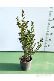 Buxus 