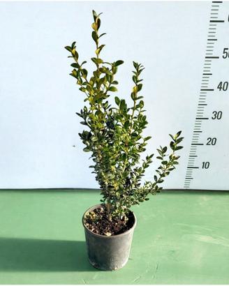 Buxus 