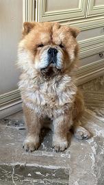 Chow chow disponibile per monta